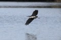 heron en vol brenne